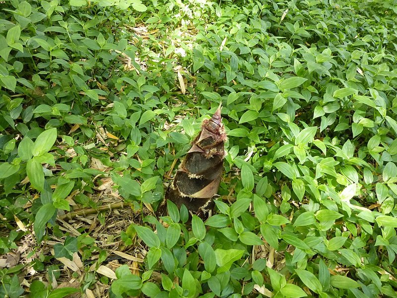 Cá basa kho măng