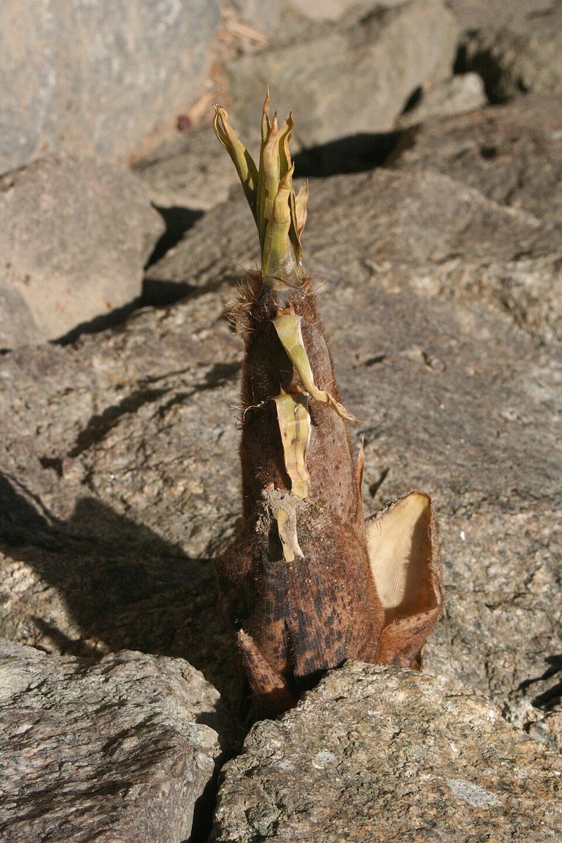 Cá hú kho tiêu