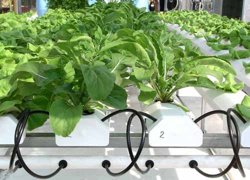 Canh Vịt biển lá giang