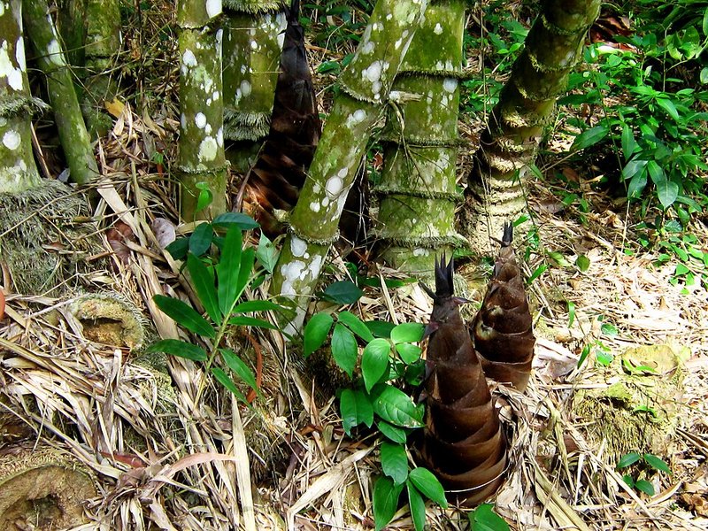 Canh Tôm bạc măng tươi