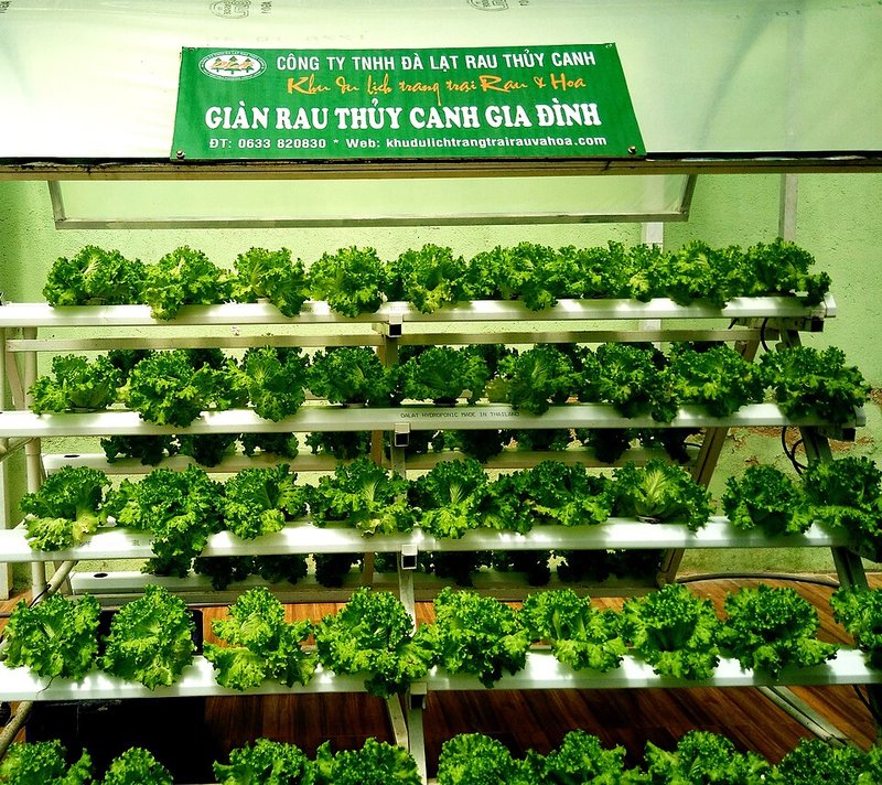 Canh cá điêu hồng khoai mỡ