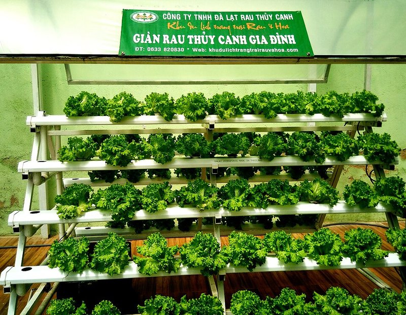 Canh cá điêu hồng lá me