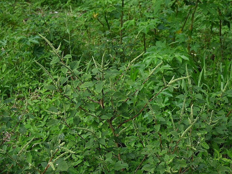 Canh Cá thu bạc hà