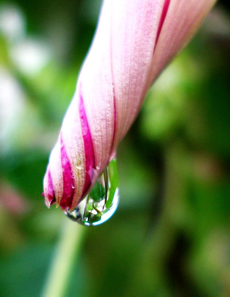 Canh Cua biển ngò