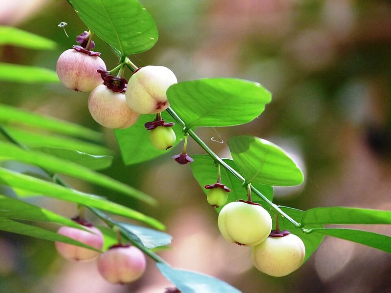 Cua biển chiên tỏi ớt