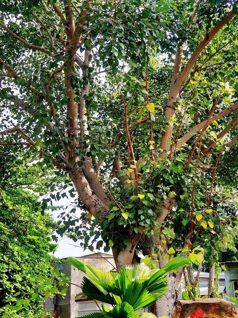 Nghêu chiên mắm tỏi