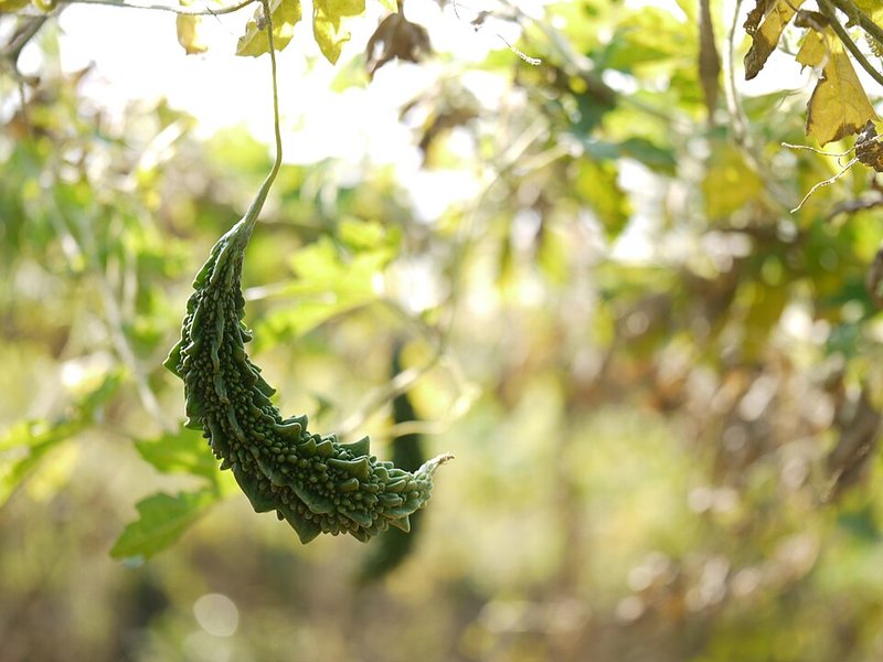 Cá bớp chiên sả ớt