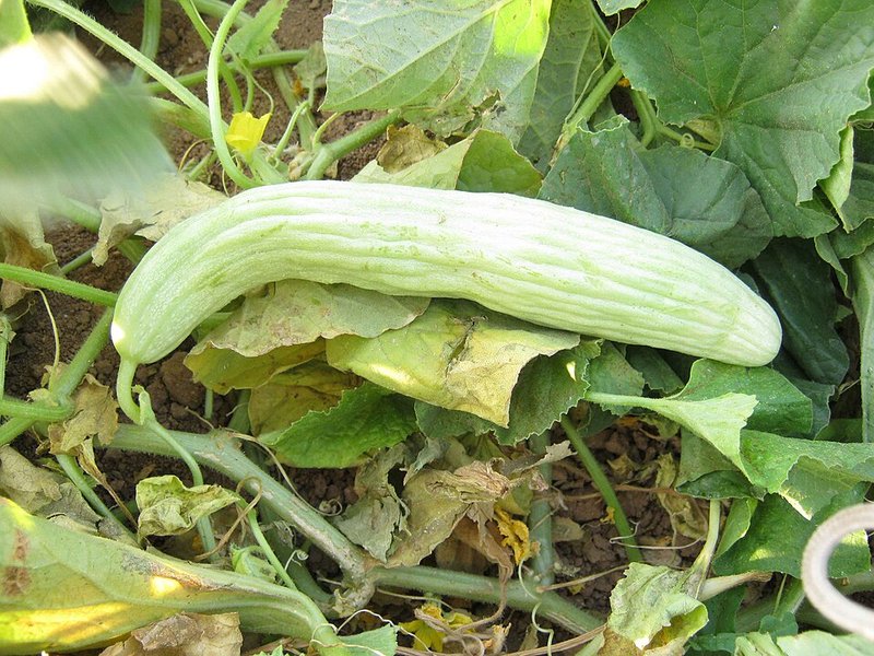 Thịt nai chiên sả ớt