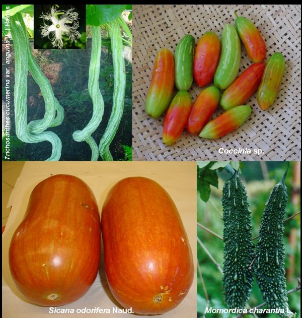 Gà hấp muối