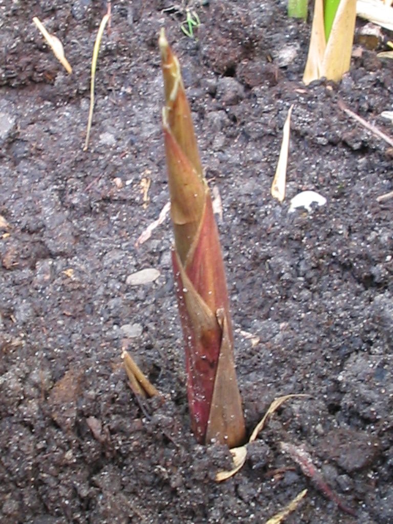 Cua biển kho nước cốt dừa