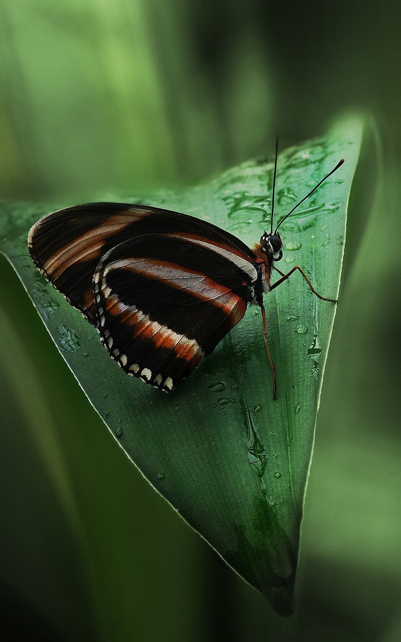 Bạch tuộc tươi kho ớt