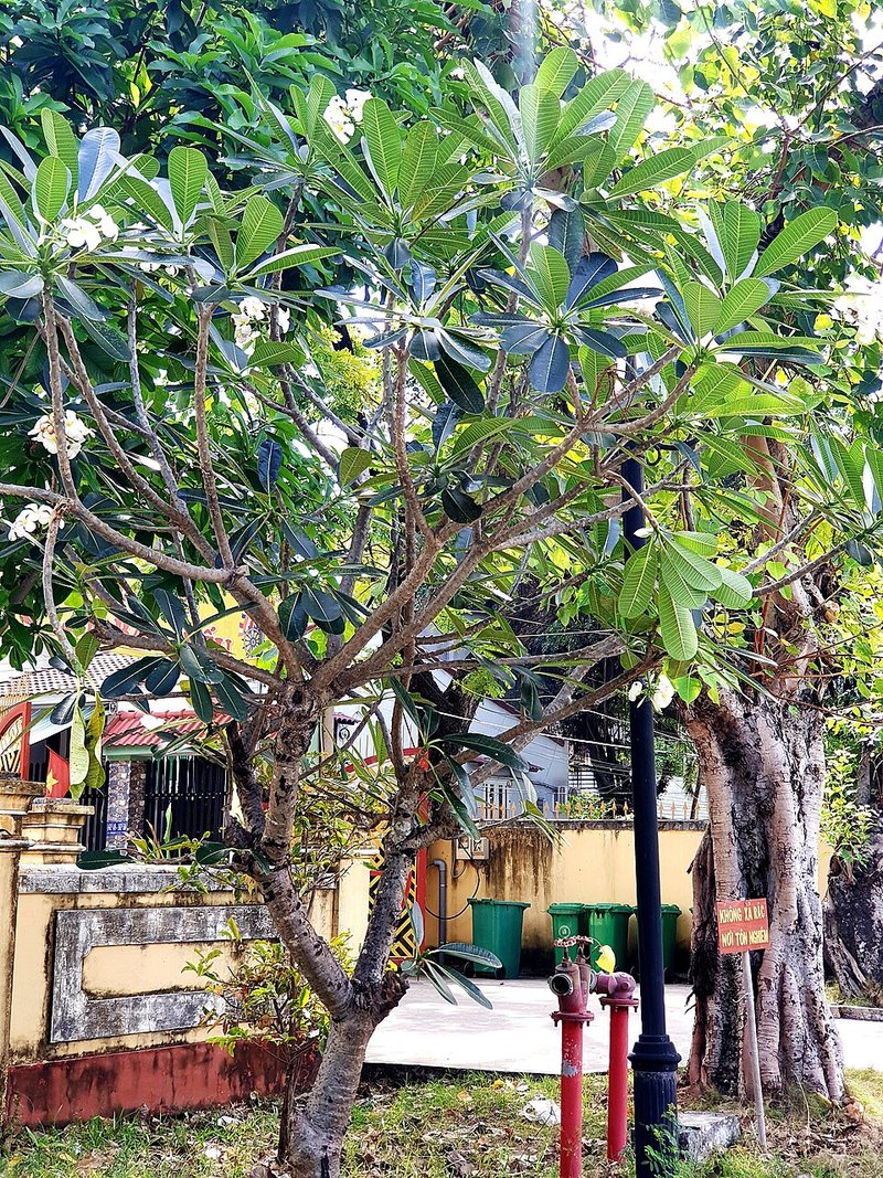 Cua thịt kho ớt