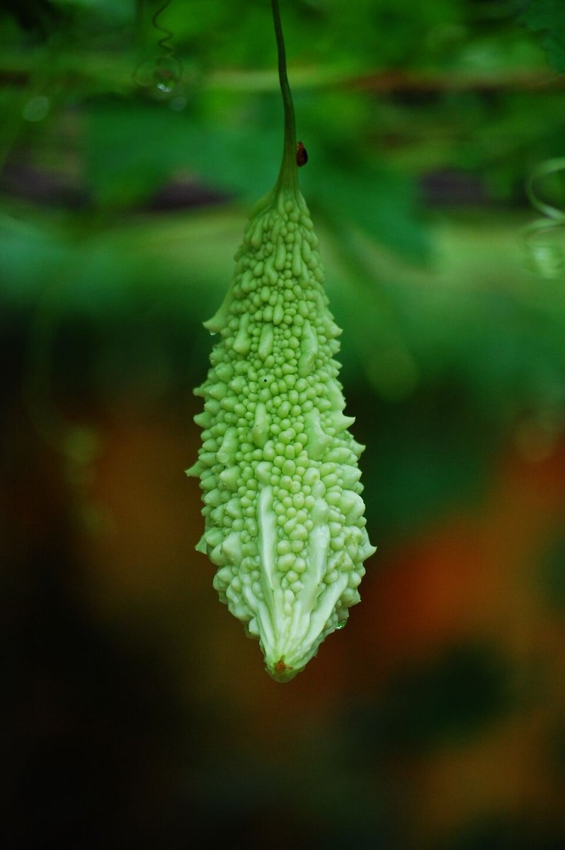 Sườn non heo kho gừng