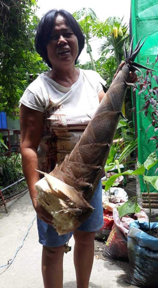 Cá hú bạc kho tiêu