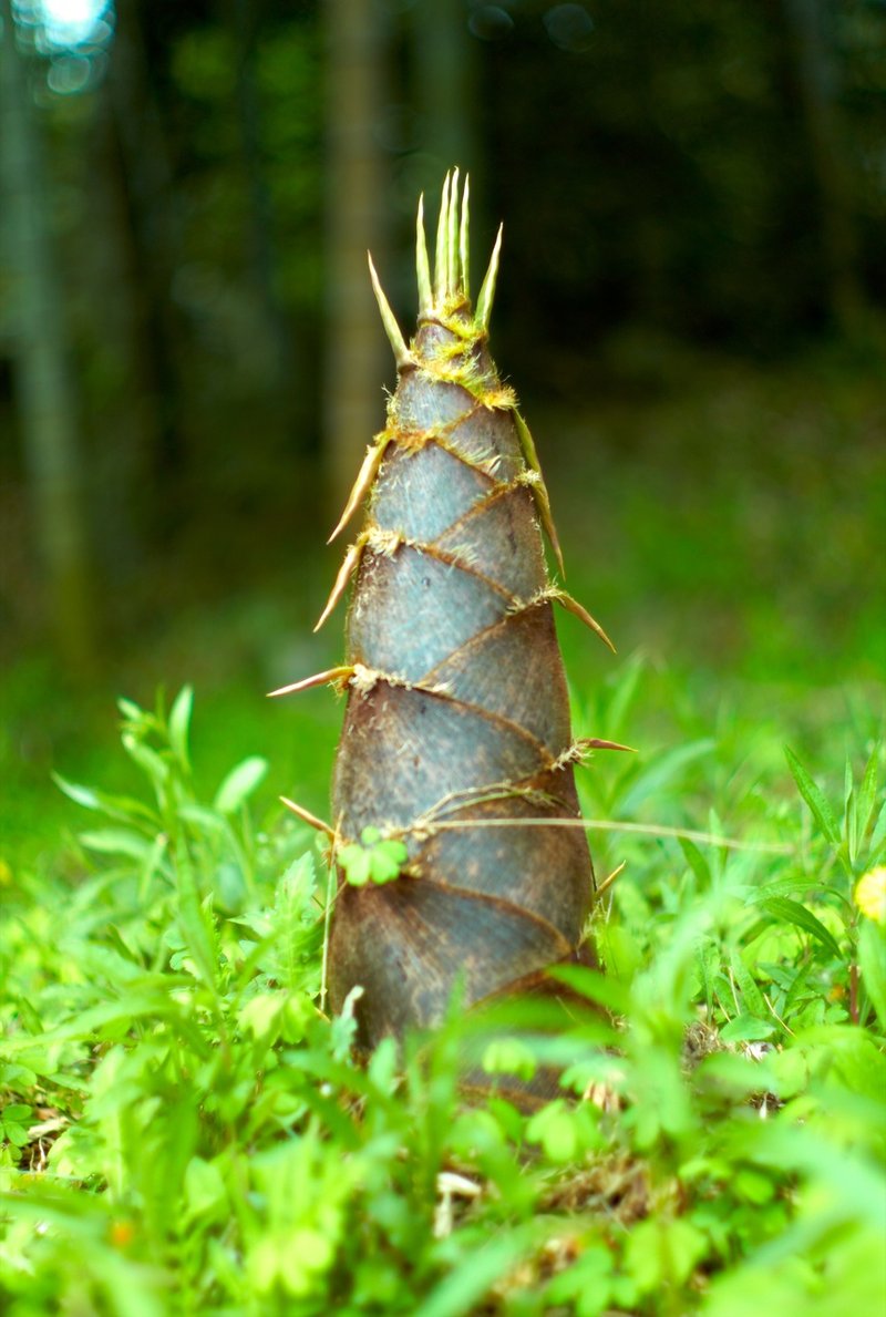 Cá trê đen kho ớt