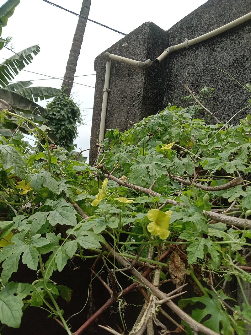 Đậu hũ non kho ớt