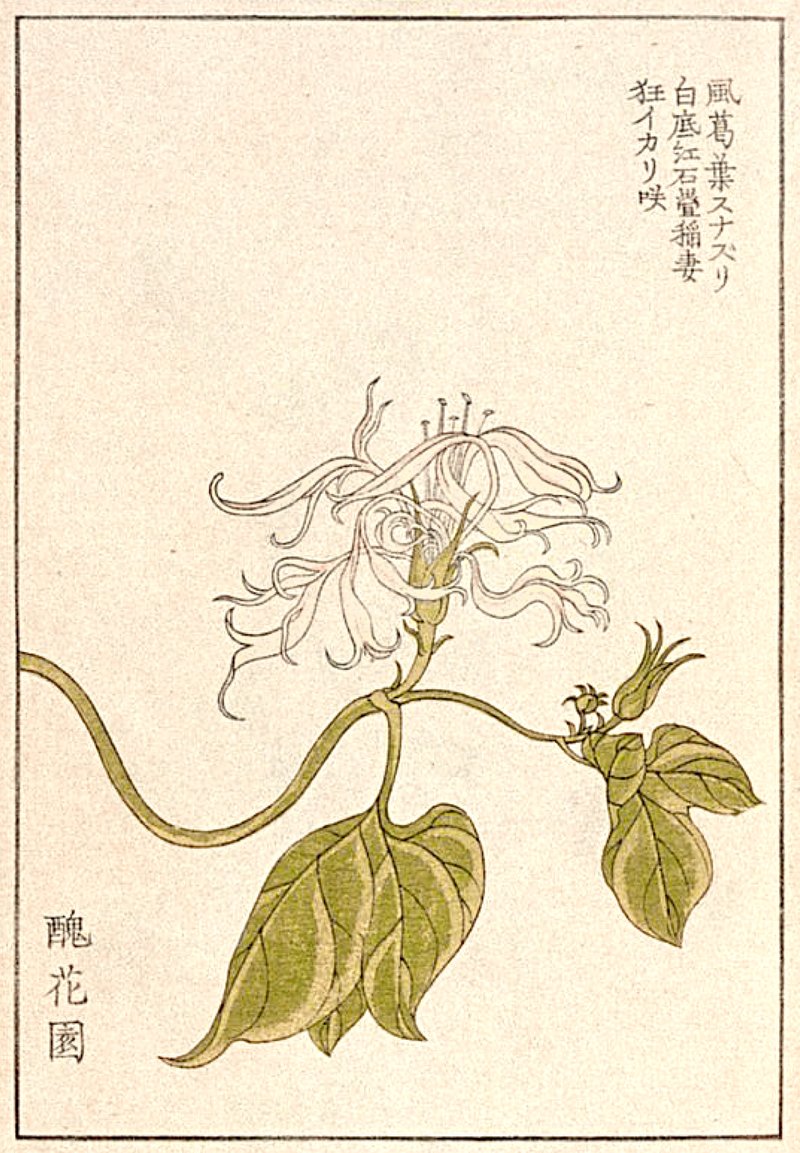 Ếch đồng tươi kho gừng