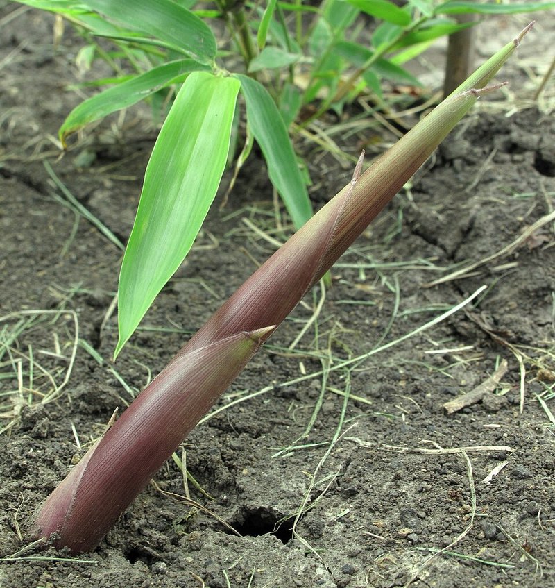 Gà ta trống kho sả