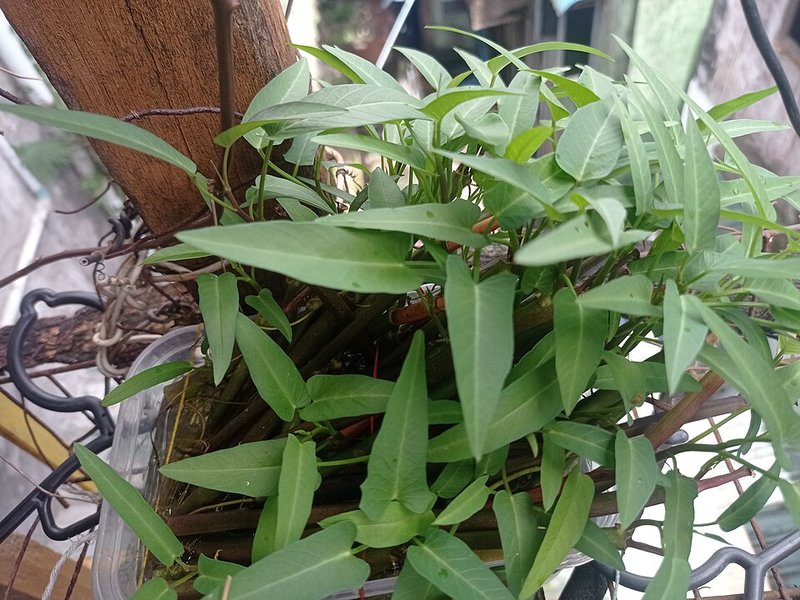 Nấm bào ngư kho tiêu