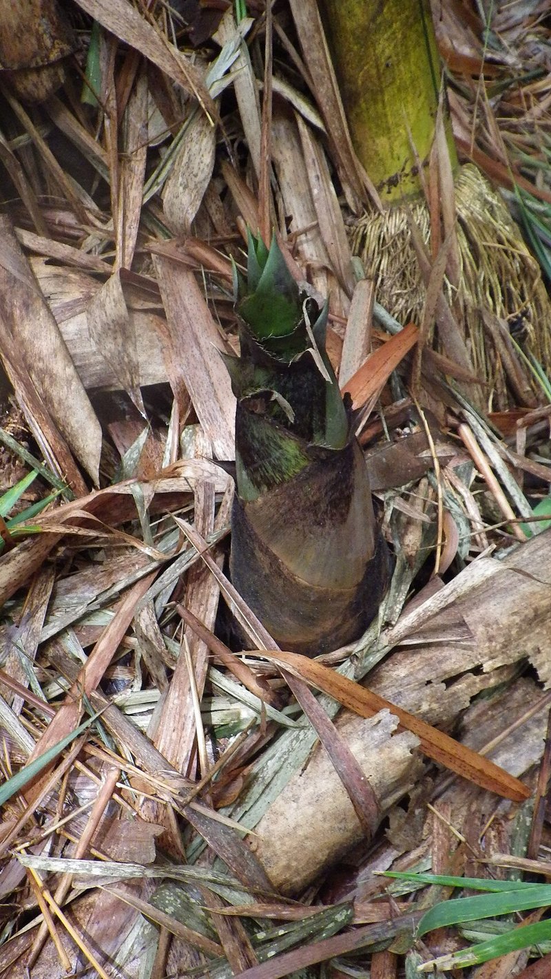 Nghêu biển kho ớt