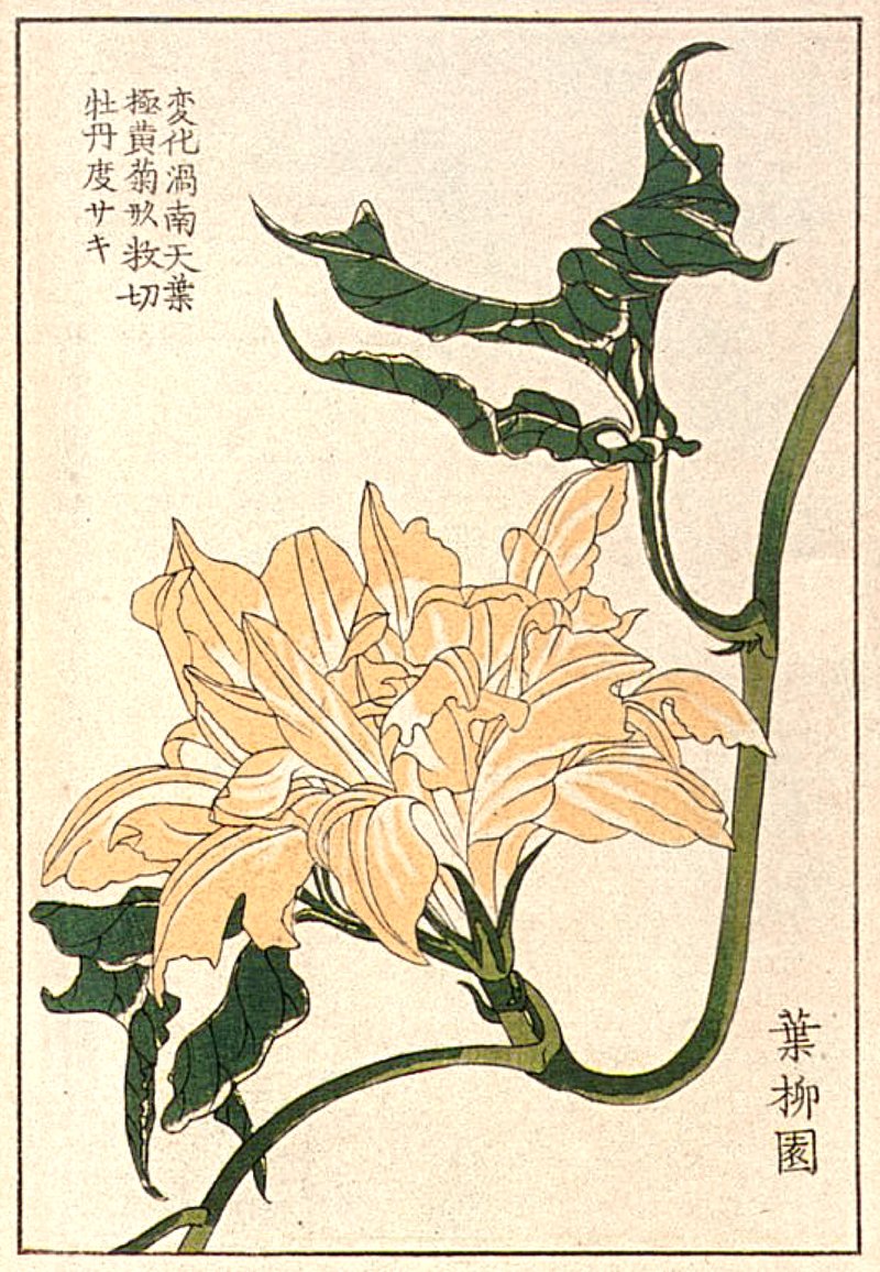 Ốc móng tay kho ớt