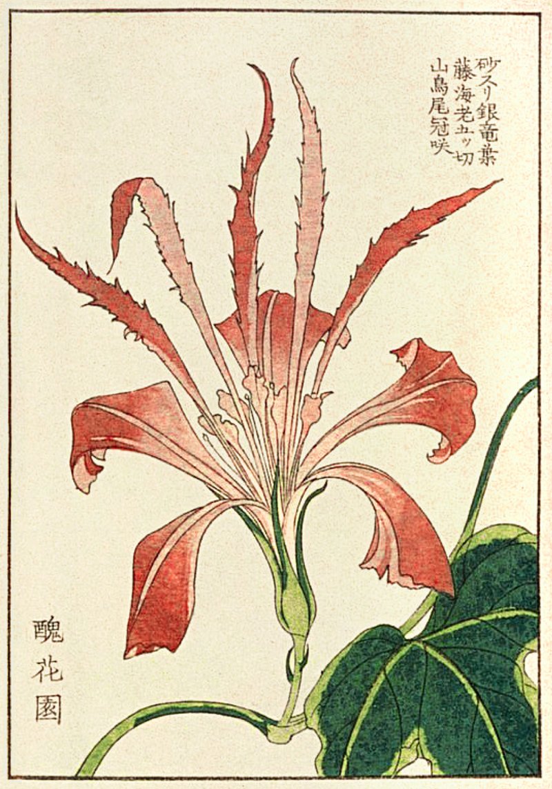 Sườn già heo kho gừng