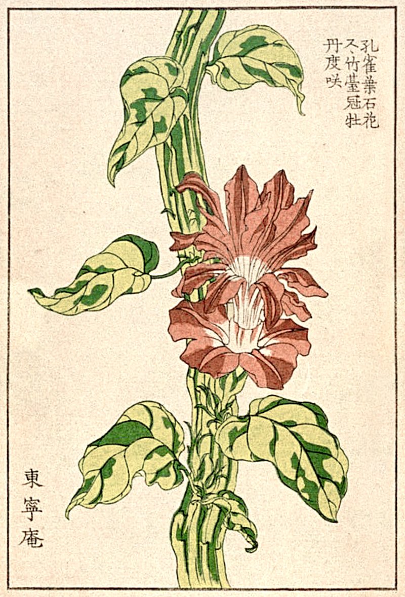 Sườn già heo kho nước dừa
