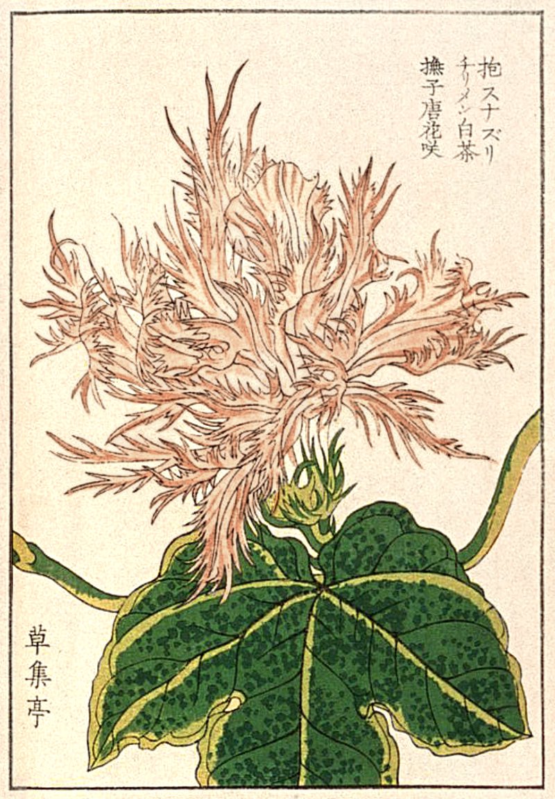 Thịt heo ba chỉ kho gừng