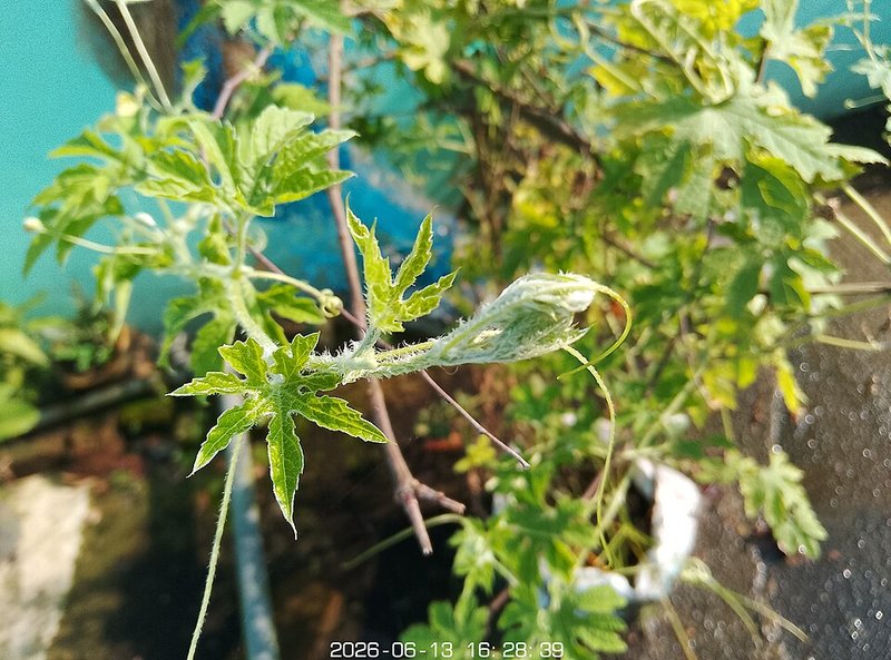Cá basa kho nước dừa