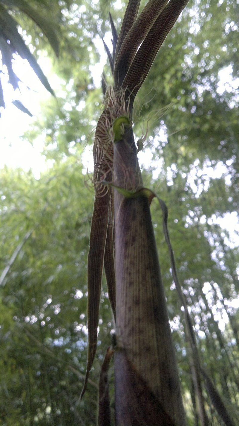 Cá cơm kho măng