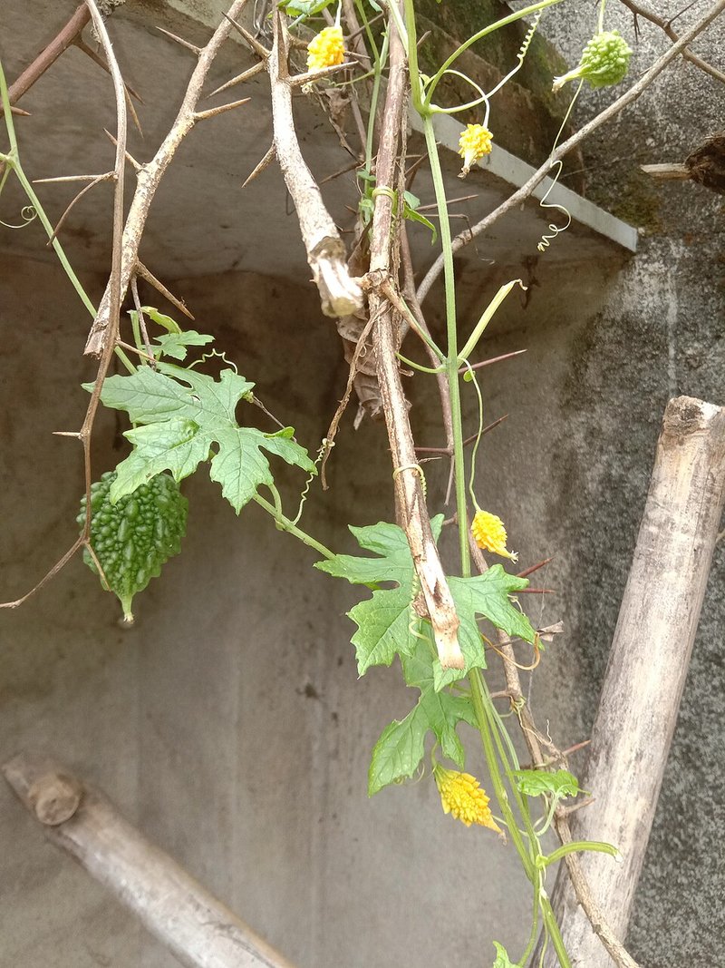 Cá cơm kho nước màu