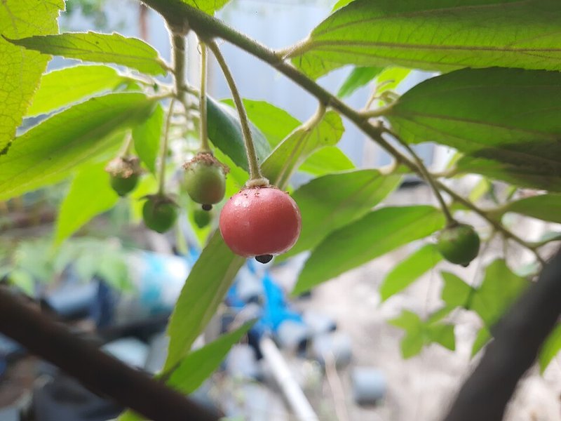 Cá quả kho trứng cút