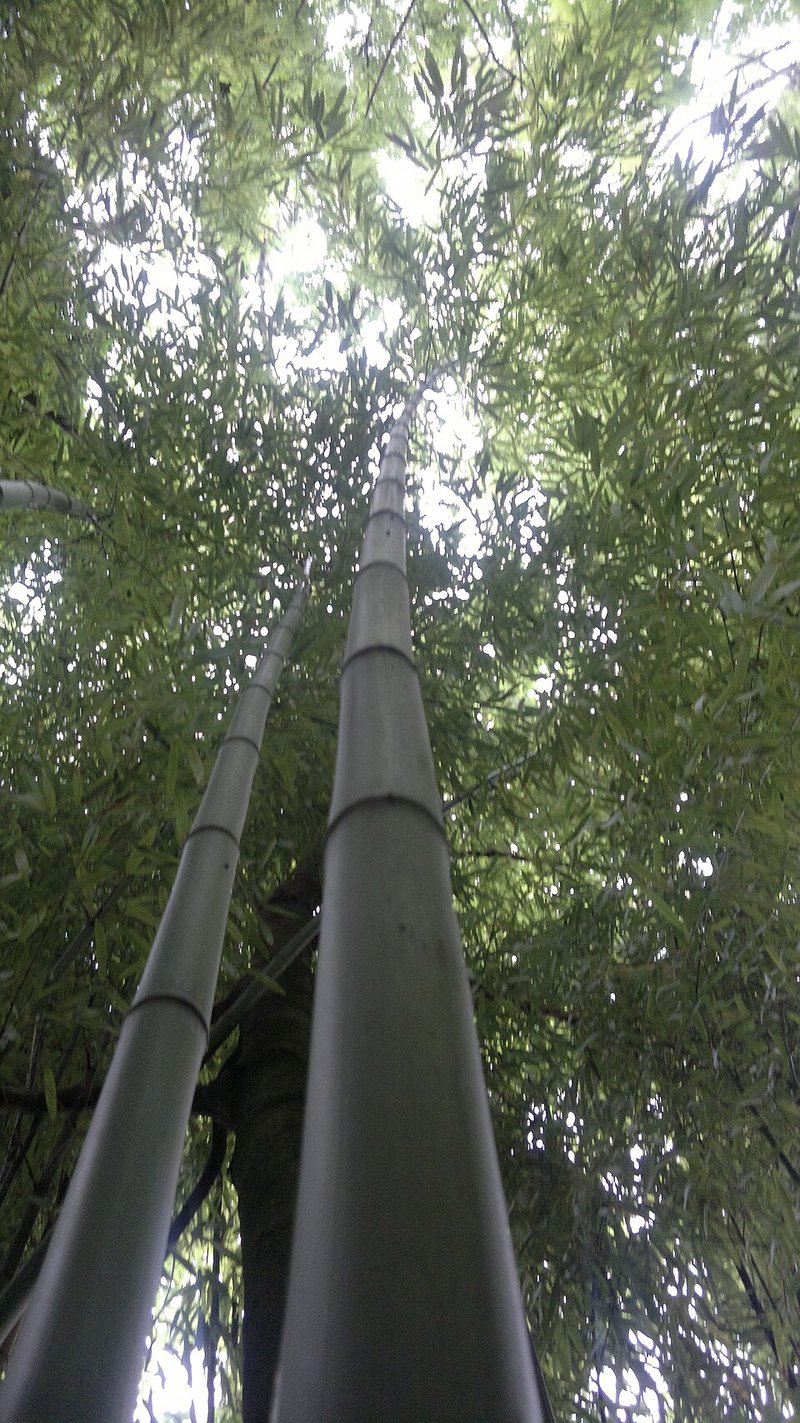 Măng xào tỏi
