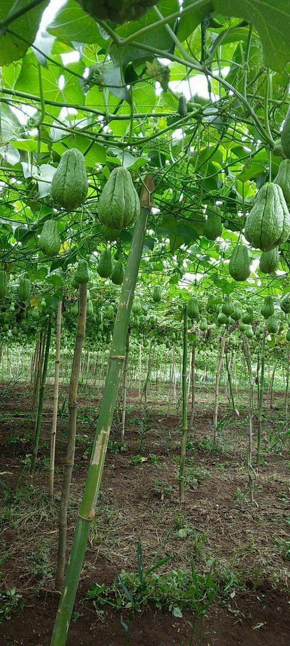 Nấm kho sả