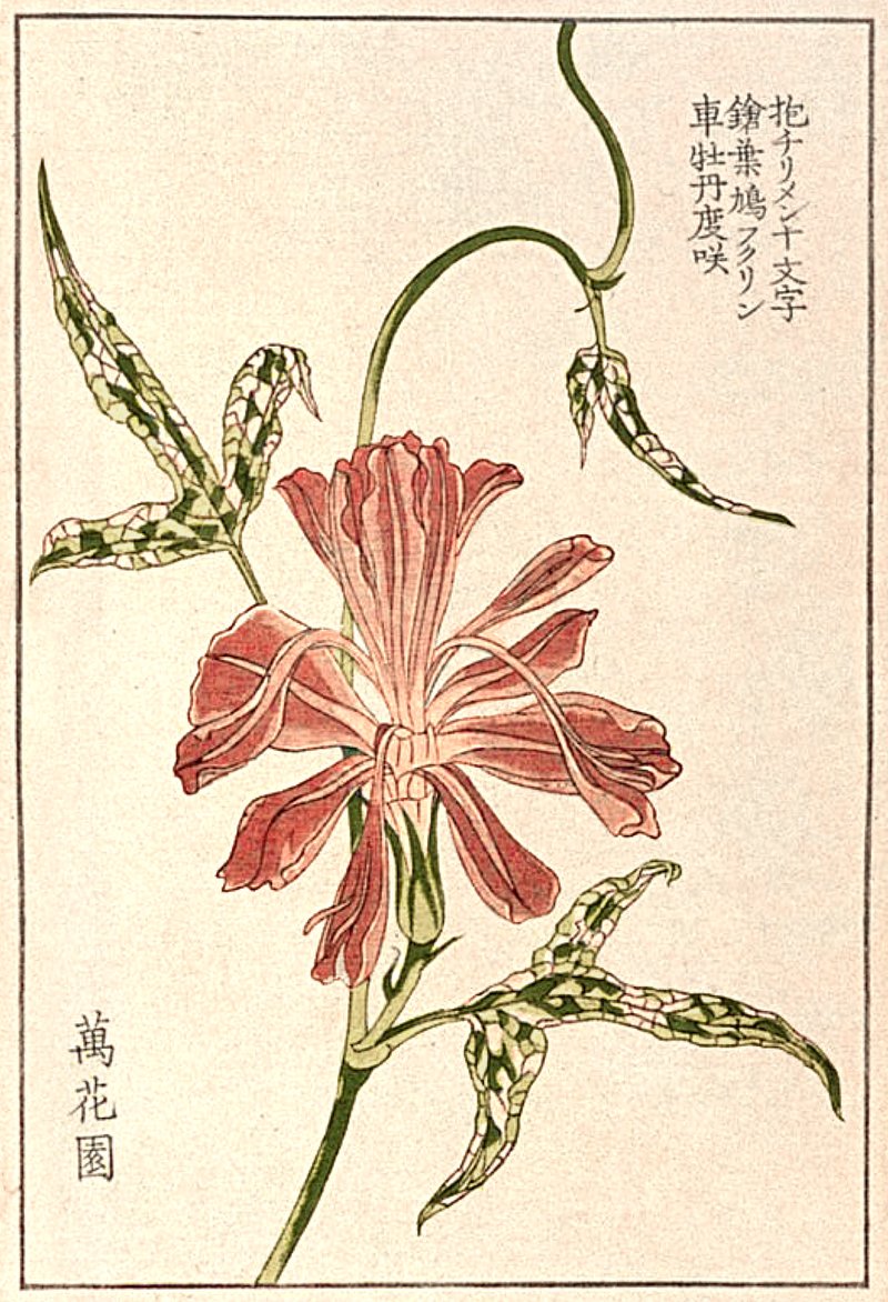 Rau muống xào sả