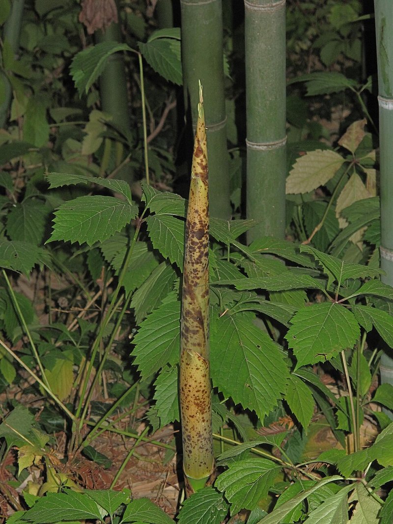 Thịt xào măng chua