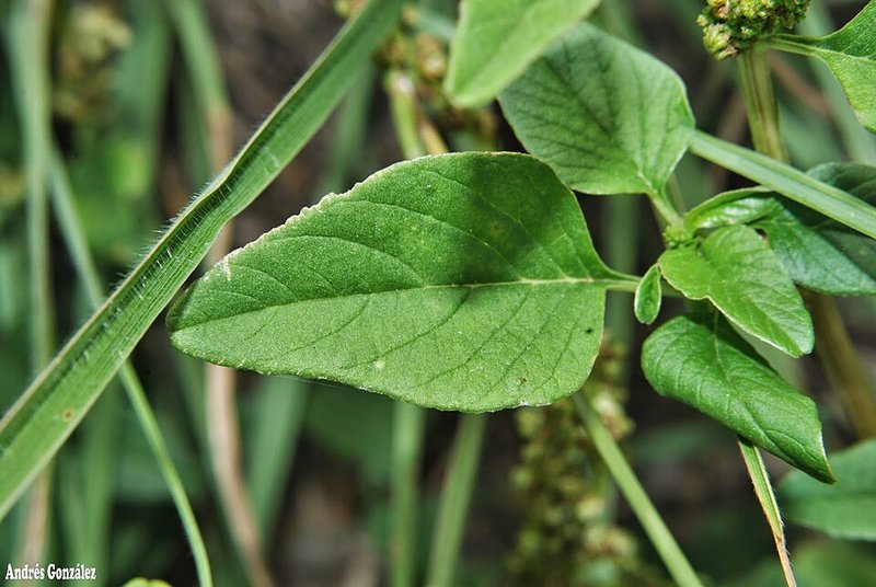 Cá thu xào cải ngọt