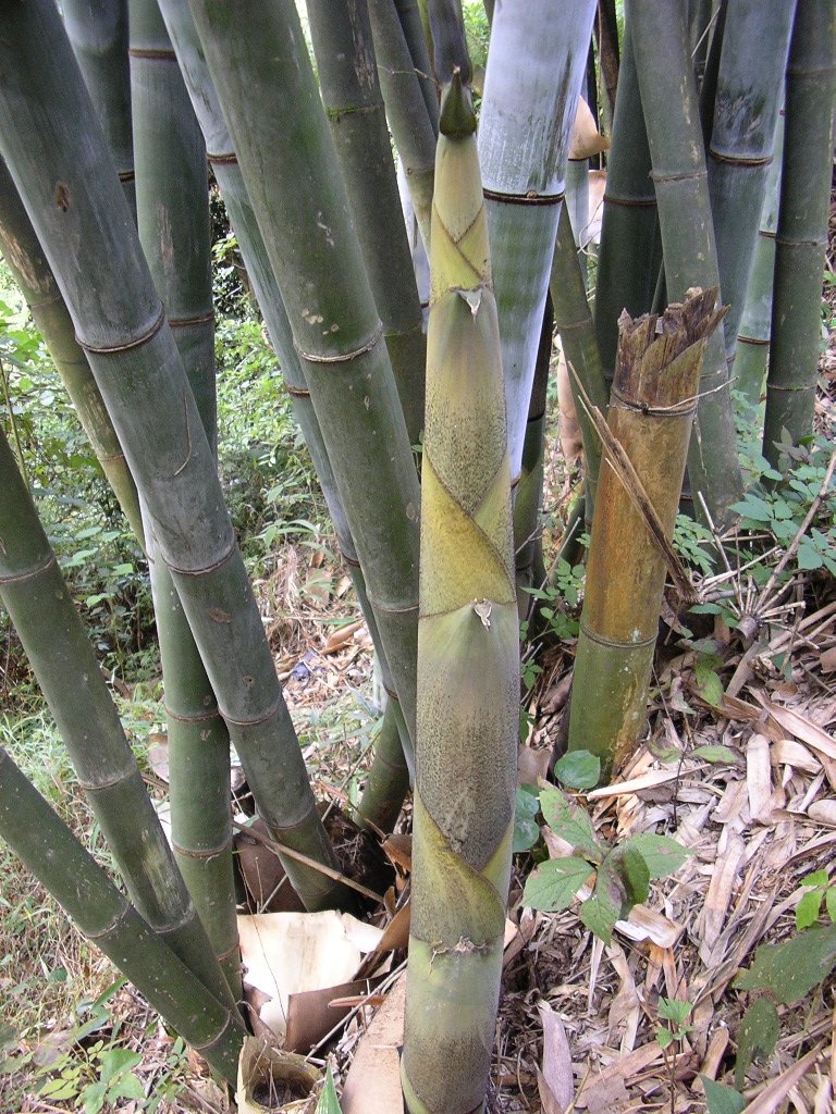 Thịt bò xào cải xanh